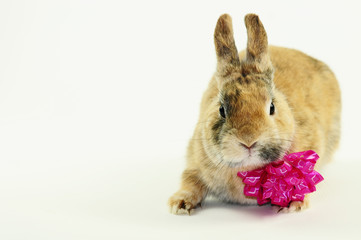 Hase