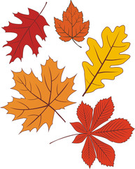 Collection of vector autumn leave shapes