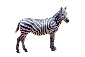 Fototapeta na wymiar Zebra rannych ucho