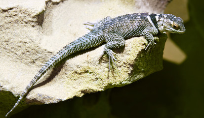 lizard
