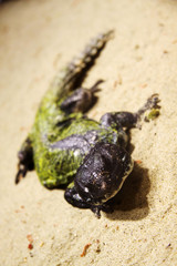 reptile