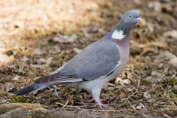 pigeon
