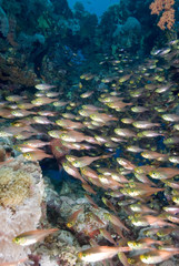 Fototapeta na wymiar Glass fish/Golden sweeper (Parapriacanthus ransonneti)