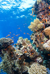 Fototapeta na wymiar Colorful tropical reef, Red Sea, Egypt