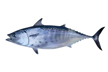 Petit thon pêche thon poisson fruits de mer