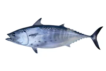 Stof per meter Kleine tonijn vangst tonijn vis zeevruchten © lunamarina