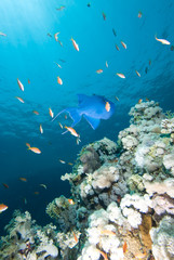 Fototapeta na wymiar Blue triggerfish (Pseudobalistes fuscus)