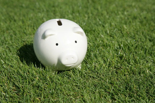 Piggy Bank And Green Grass