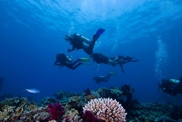 Divers above a colorful tropical reef