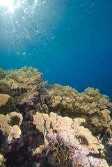 Tropical coral reef  in shallow water.