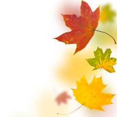 Autumn background from leaves of different colour and forms