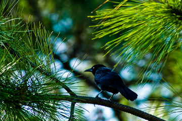 blackbird on a green pine branch