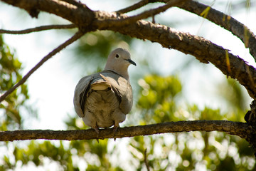perched mourning dove
