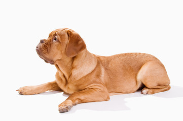 Obraz premium French Mastiff on White