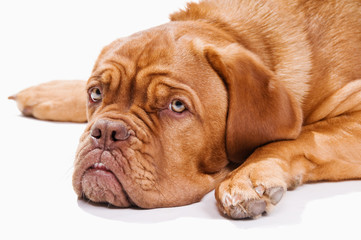 French Mastiff resting