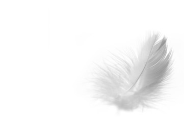 Feather on white background