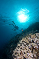 Fototapeta na wymiar Silhouetted divers above a coral reef