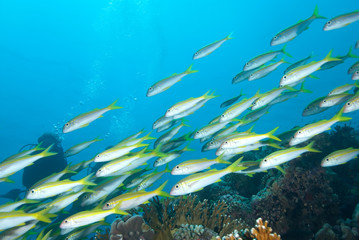 Fototapeta na wymiar A school of Yellowfin goatfish (Mulloidichthys vanicolensis)