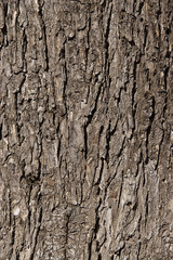 tree bark