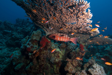 Fototapeta na wymiar Red Sea coral grouper (Plectropomus pessuliferus)