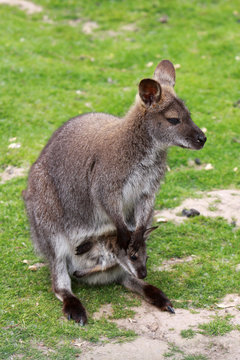 Bennett-Känguru mit Baby im Beutel