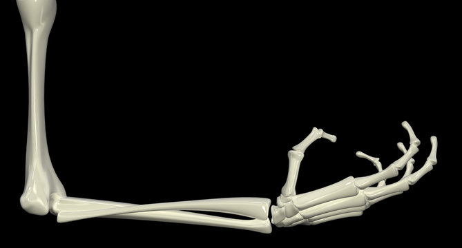 Skeletal Arm, Right Angle
