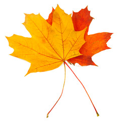 Autumn leaf with clipping path