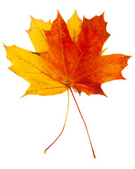 Autumn leaf with clipping path