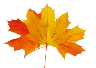 Autumn leaf with clipping path