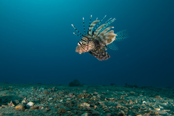 Side view of a Common lionfish (Pterois miles)