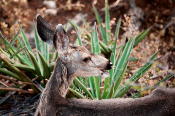 Mule Deer in the Grand Canyon