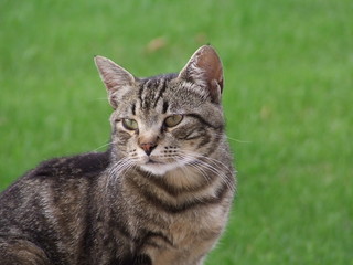 primo piano gatto fondo verde
