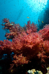 Naklejka na ściany i meble Colorful tropical reef scene with floral like soft corals