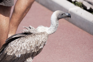 vautour