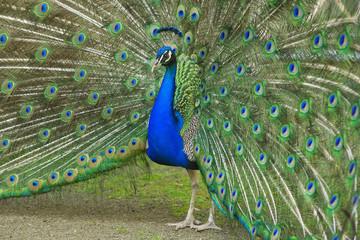 Obraz premium male peacock with tail feathers spread