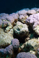 Devil scorpionfish (Scorpaenopsis diabola)