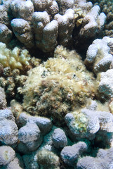 Stonefish (Synanceia verrucosa) the master of disguise