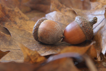 Autumn Oak