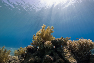 A natural light shot of a Coral Reef with sunrays