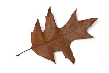 Oak Leaf in Autumn