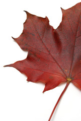 Red Maple Leaf