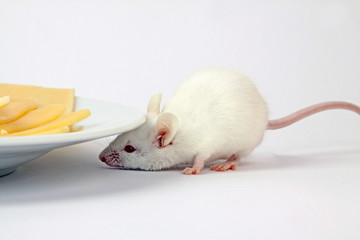 Neugierige Maus