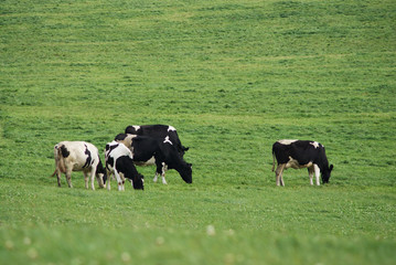 Cows on a meadow