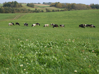 Cows on a meadow