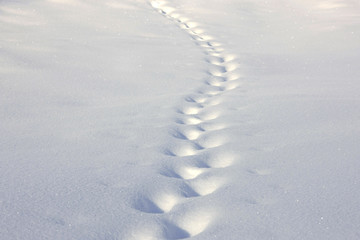 Spuren im Pulverschnee