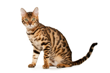 Bengal cat