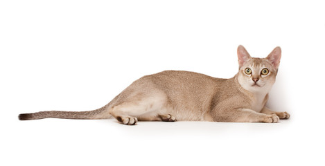Abyssinian cat
