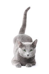 Russian blue cat