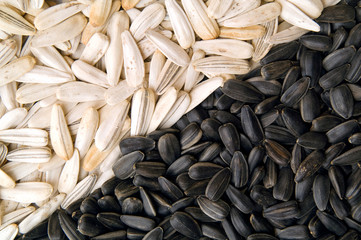 sunflower seeds