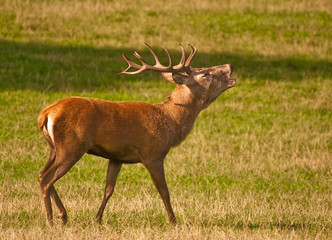 Red deer stag grunting